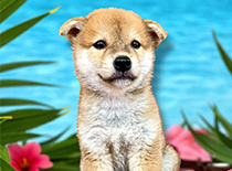 ペット画像