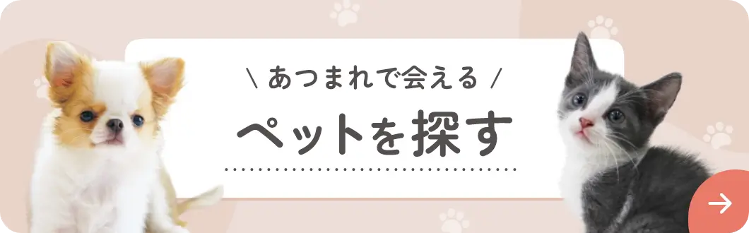 ペットに餌を与えている様子