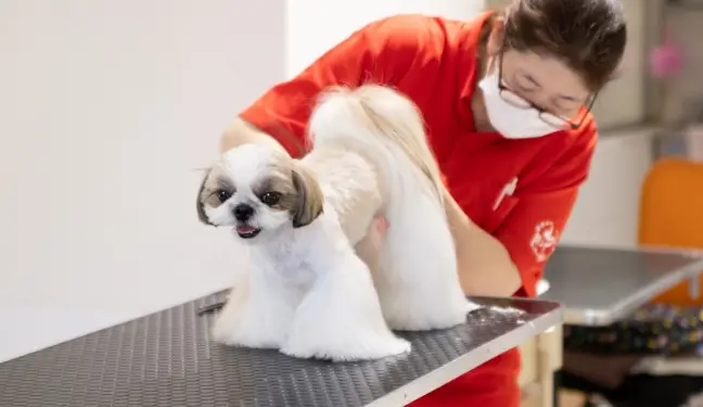 トリミング風景