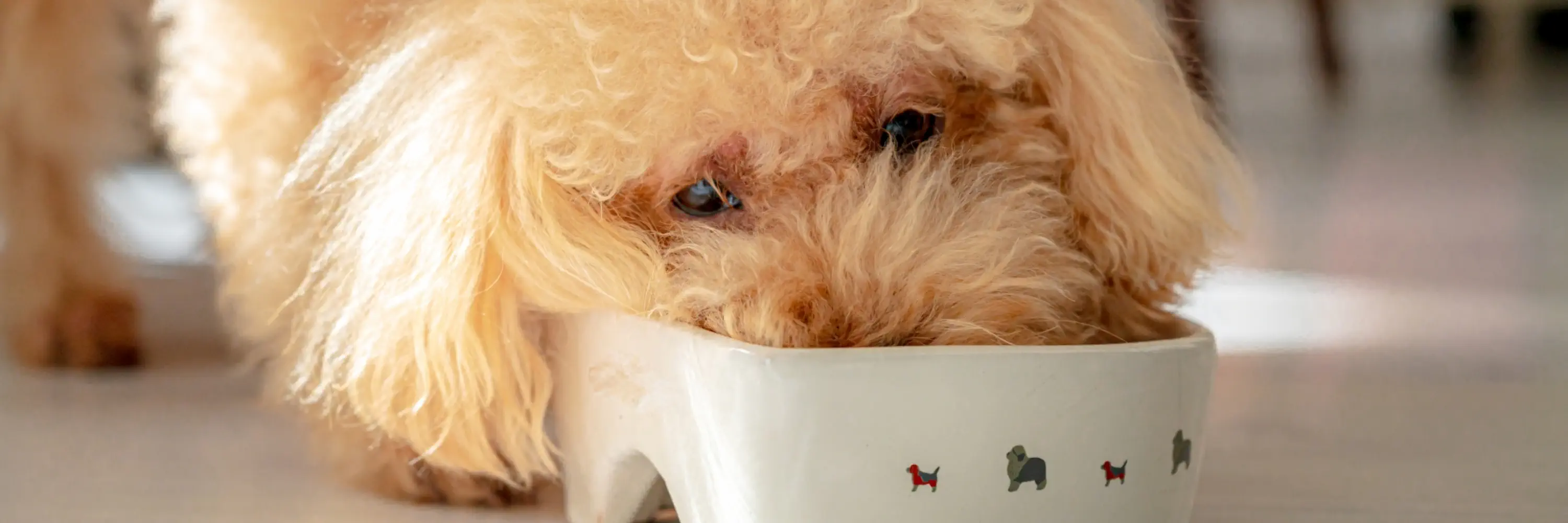 餌を食べている犬