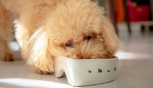 餌を食べている犬