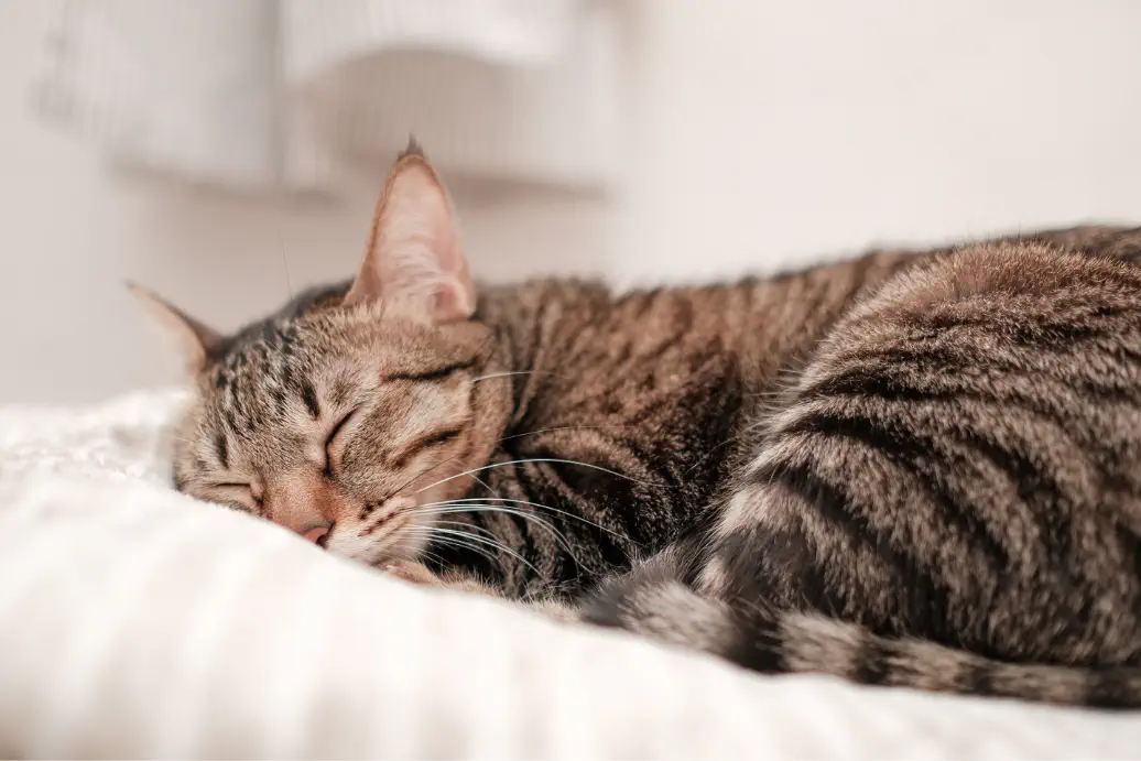 お昼寝している猫