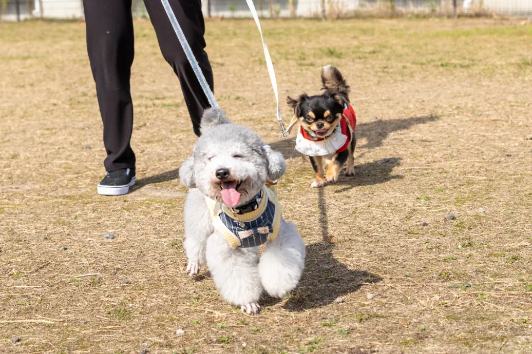 元気に走り回っている犬1