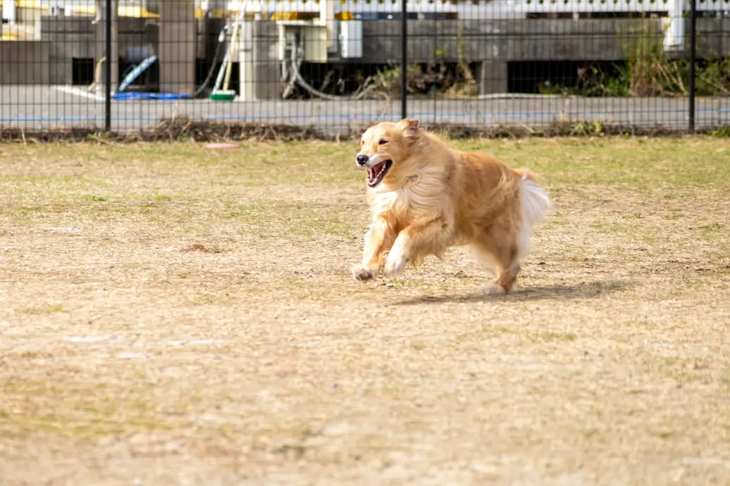 元気に走り回っている犬2