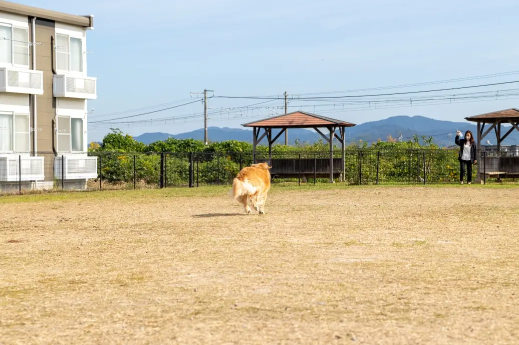 元気に走り回っている犬3