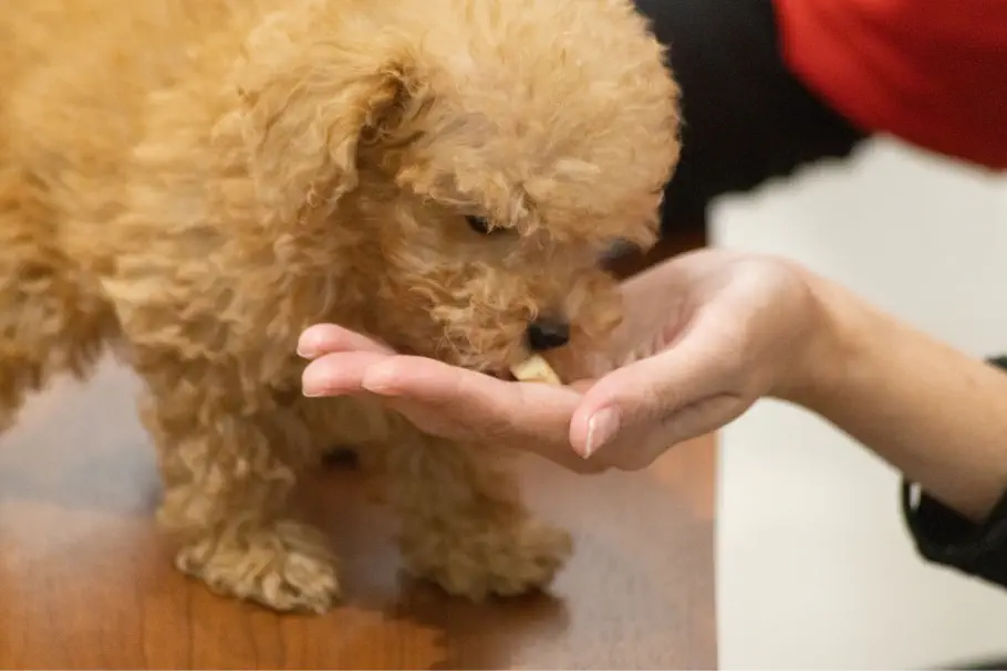 餌をあげている様子