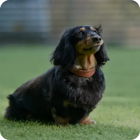 ミニチュアダックスフンド