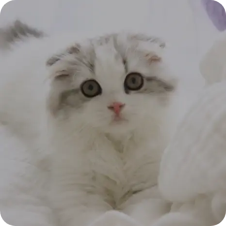 スコティッシュフォールド