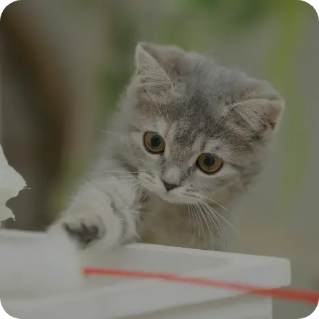 ブリティッシュ・ショートヘア・ロングヘア