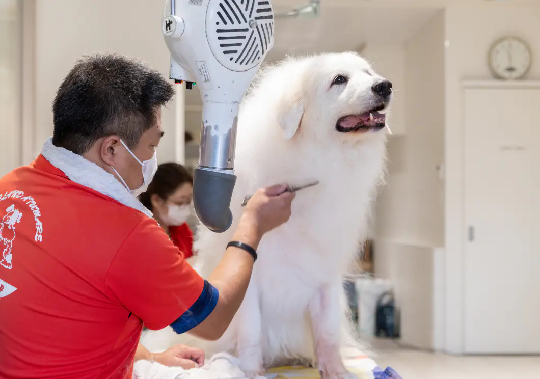 トリミング中の犬