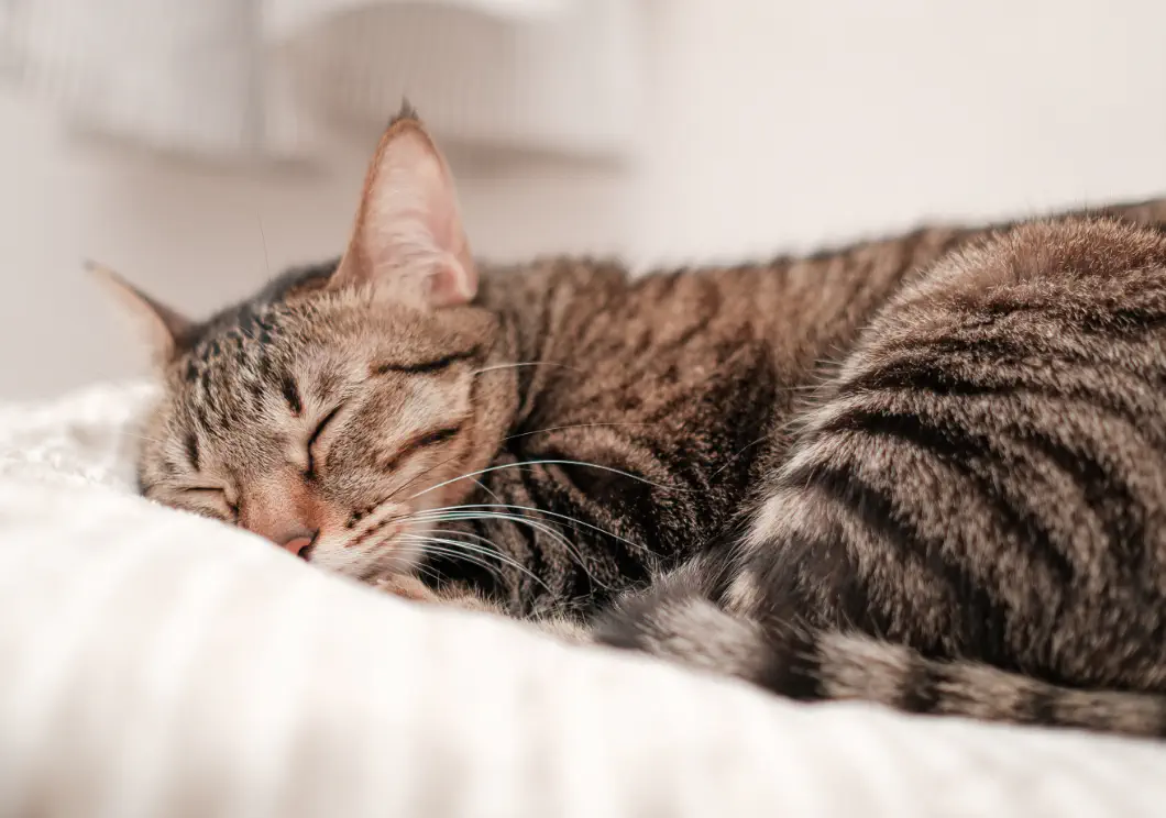 お昼寝している猫