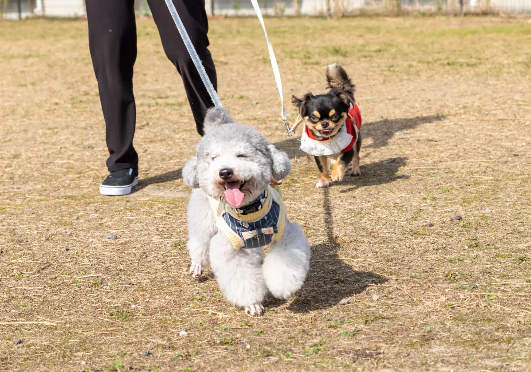 元気に走り回っている犬